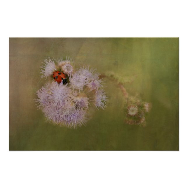 Ladybird on Dandelion Close Up Photographic Art Poster (Front)