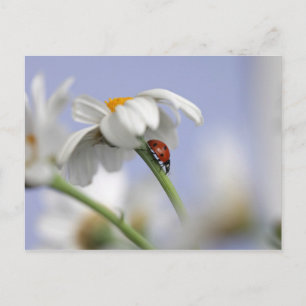 Ladybird on flower postcard