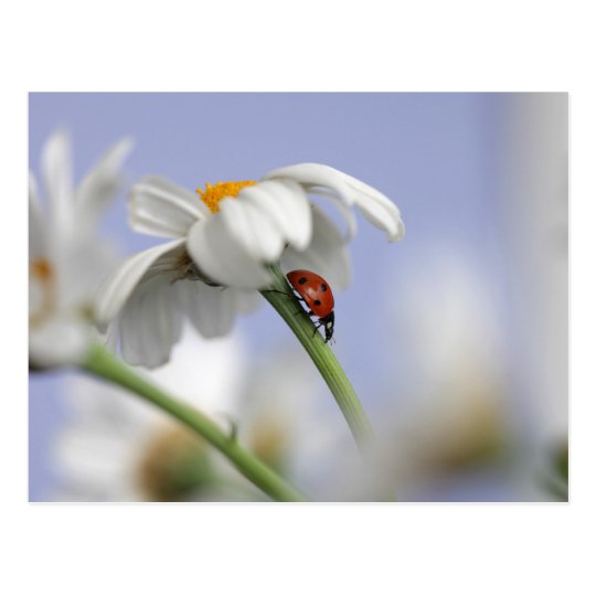 Ladybird on flower postcard