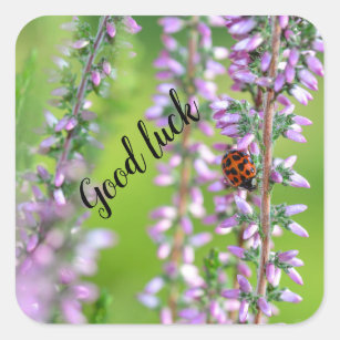 Ladybird on flower   -    square sticker