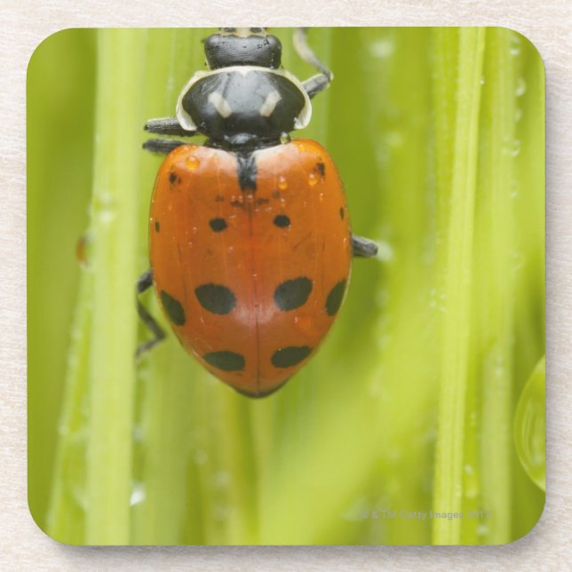 Ladybird on grass, close-up coaster (Front)