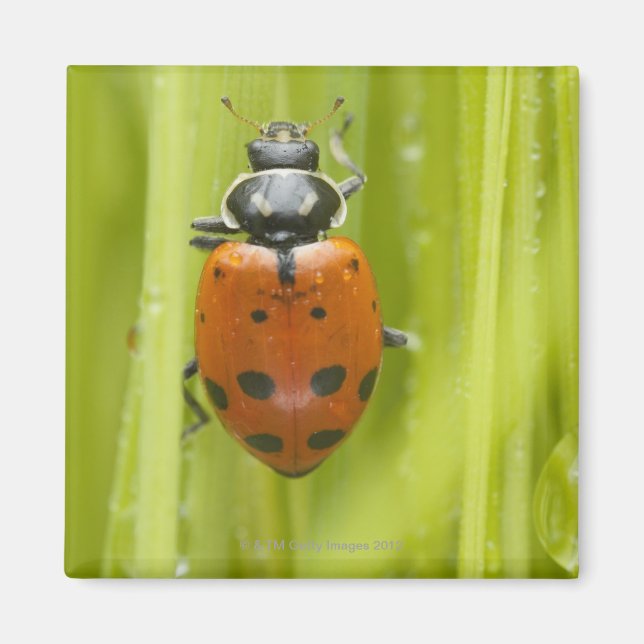 Ladybird on grass, close-up magnet (Front)