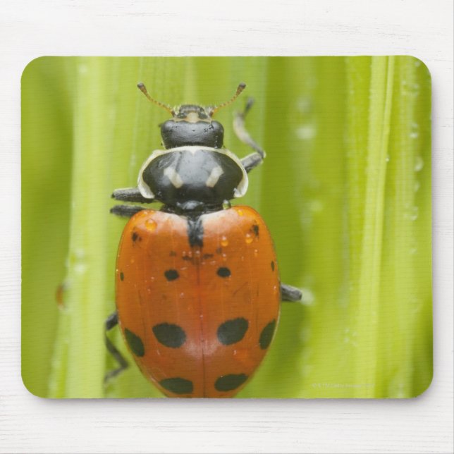Ladybird on grass, close-up mouse mat (Front)