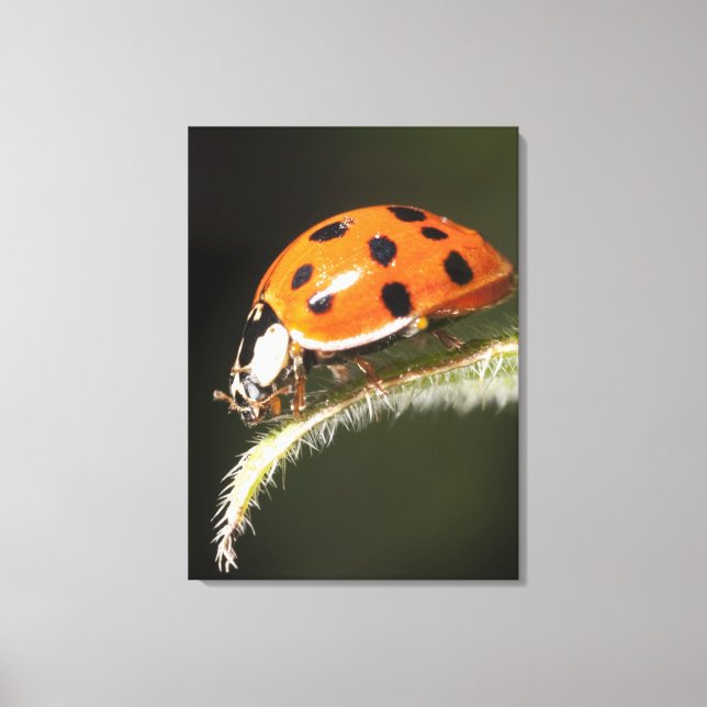 Ladybird on leaf,Ladybug on leaf Canvas Print (Front)