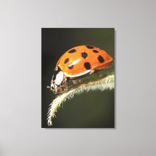 Ladybird on leaf,Ladybug on leaf Canvas Print