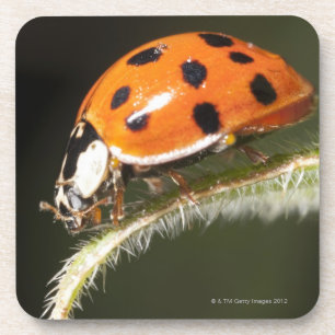 Ladybird on leaf,Ladybug on leaf Coaster