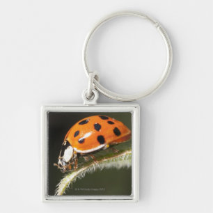 Ladybird on leaf,Ladybug on leaf Key Ring