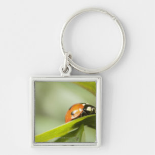 Ladybird on leaf,Ladybug on leaf Key Ring