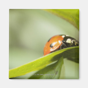 Ladybird on leaf,Ladybug on leaf Magnet