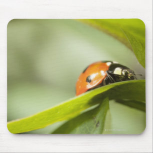 Ladybird on leaf,Ladybug on leaf Mouse Mat