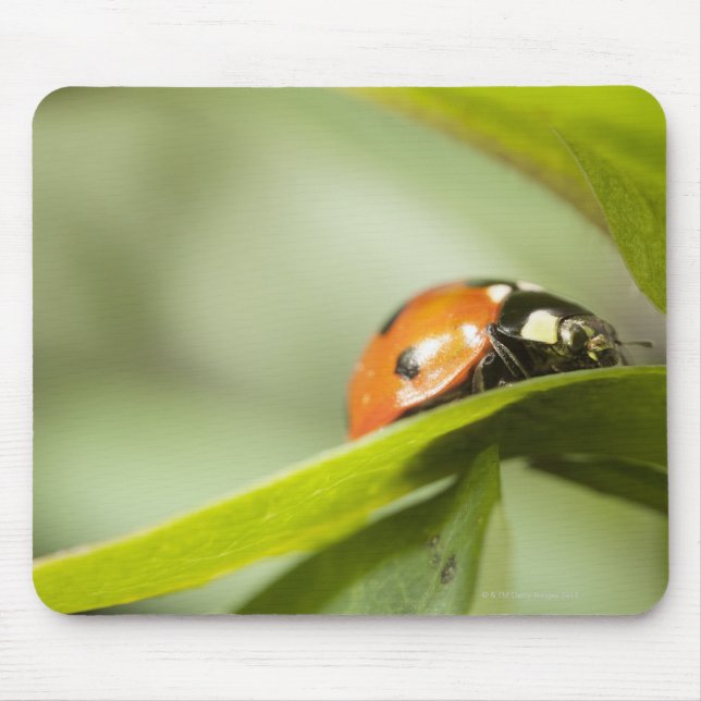Ladybird on leaf,Ladybug on leaf Mouse Mat (Front)