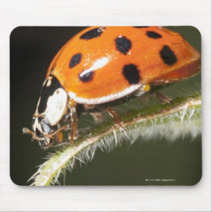 Ladybird on leaf,Ladybug on leaf Mouse Mat