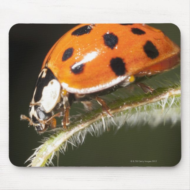 Ladybird on leaf,Ladybug on leaf Mouse Mat (Front)