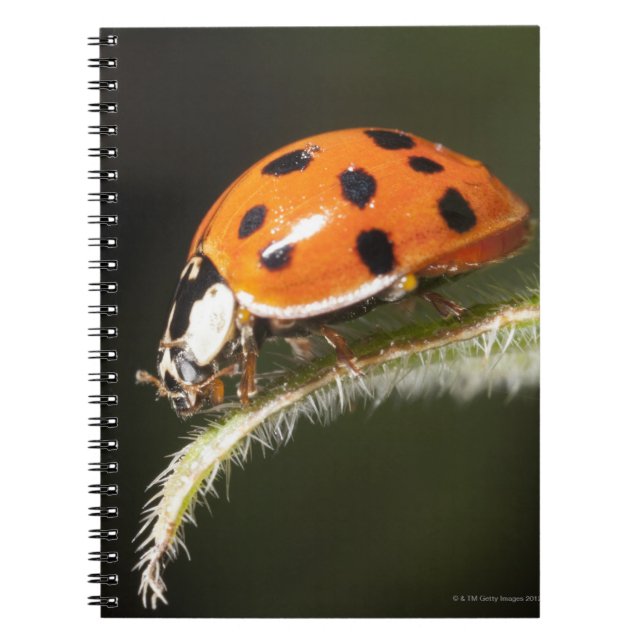 Ladybird on leaf,Ladybug on leaf Notebook (Front)