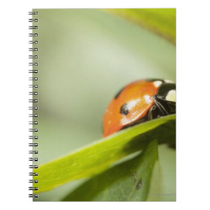 Ladybird on leaf,Ladybug on leaf Notebook