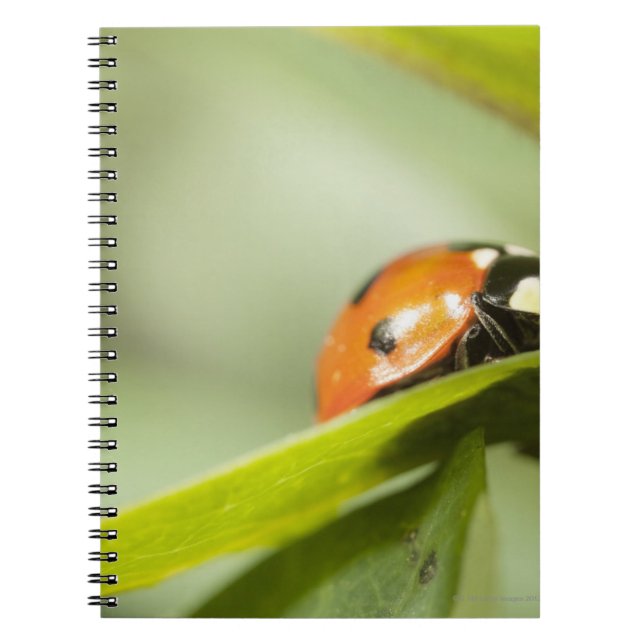 Ladybird on leaf,Ladybug on leaf Notebook (Front)