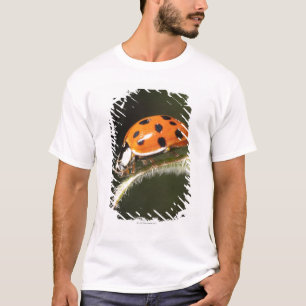 Ladybird on leaf,Ladybug on leaf T-Shirt