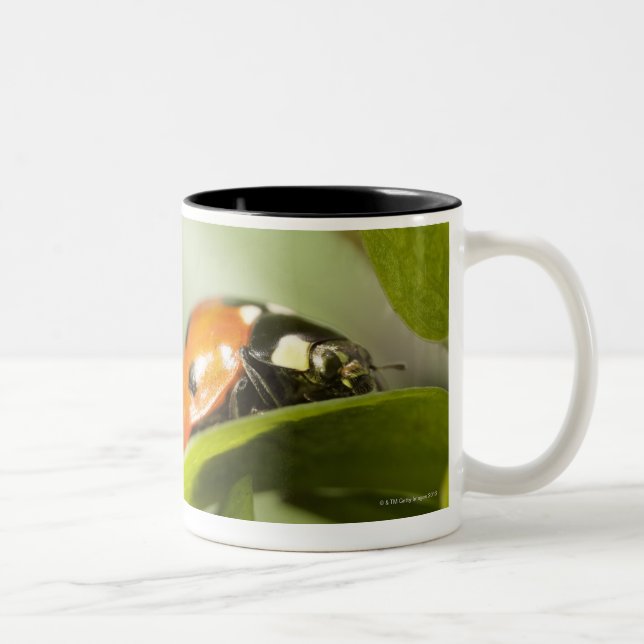 Ladybird on leaf,Ladybug on leaf Two-Tone Coffee Mug (Right)