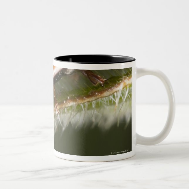 Ladybird on leaf,Ladybug on leaf Two-Tone Coffee Mug (Right)