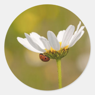 Ladybird on Oxeye Daisy Round sticker