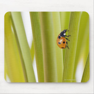 Ladybird on plant stems mouse mat