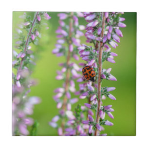 Ladybird on purple flowers tile