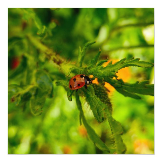 Ladybird  photo print (Front)