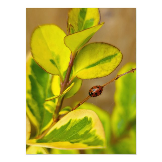 Ladybird  photo print (Front)