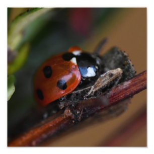 Ladybird  photo print