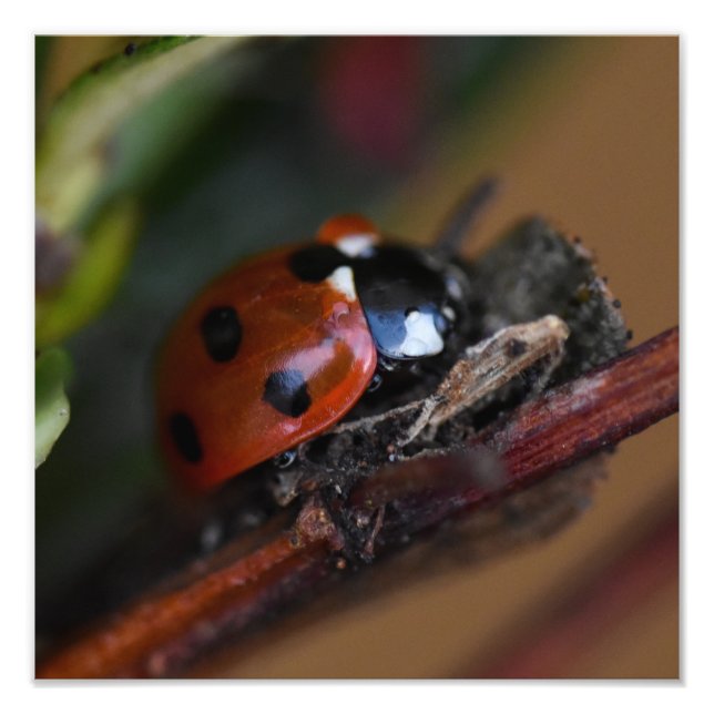 Ladybird  photo print (Front)
