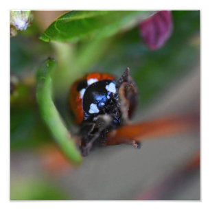 Ladybird  photo print