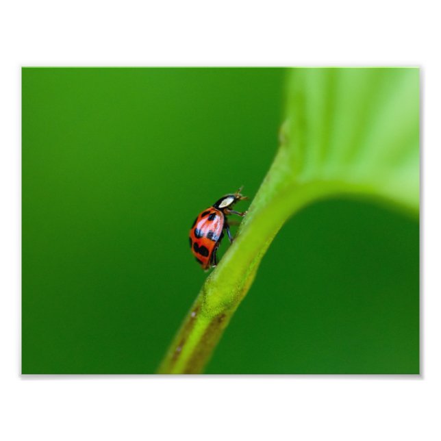 Ladybird  photo print (Front)