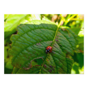 Ladybird photo print
