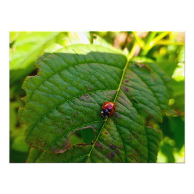 Ladybird  photo print (Front)