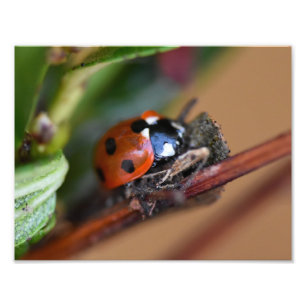 Ladybird  photo print