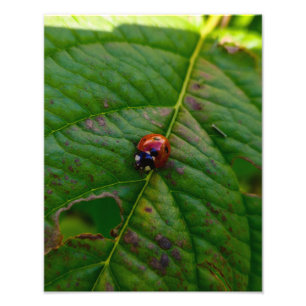 Ladybird photo print