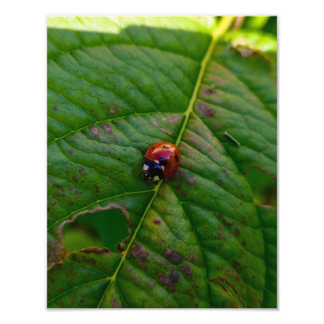 Ladybird  photo print (Front)
