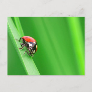 Ladybird Postcard