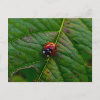 Ladybird Postcard