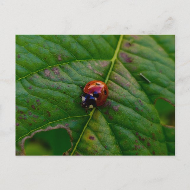 Ladybird Postcard (Front)