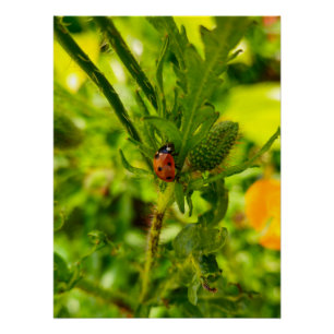Ladybird  poster