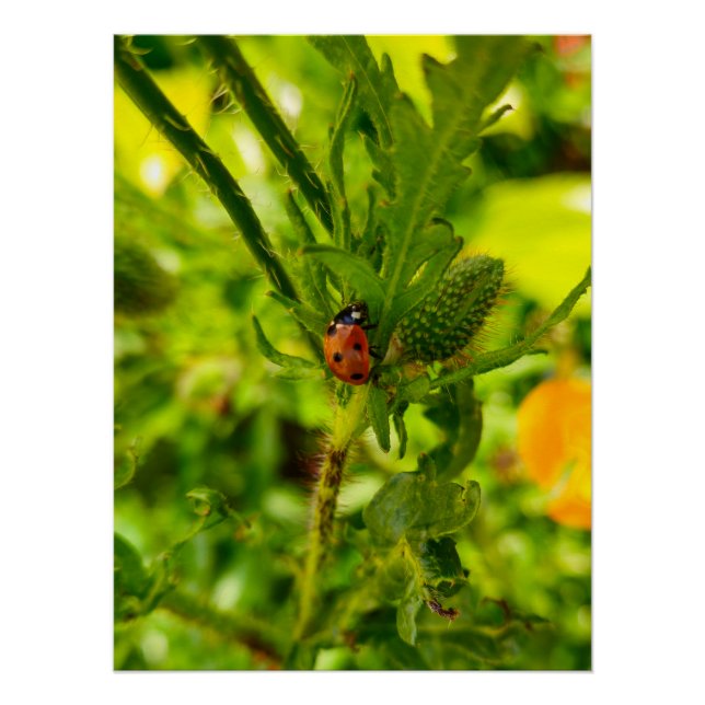 Ladybird  poster (Front)