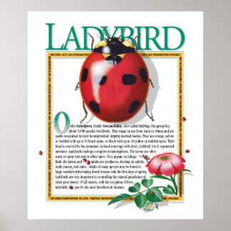 Ladybird Poster