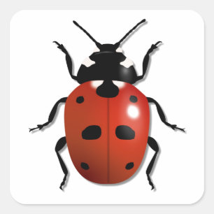 Ladybird Square Sticker