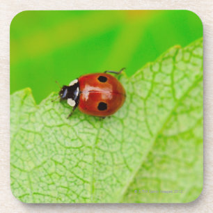 Ladybird walking across a leaf coaster