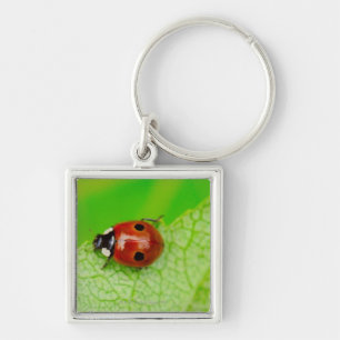Ladybird walking across a leaf key ring
