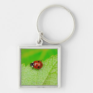 Ladybird walking across a leaf key ring