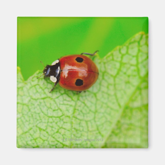 Ladybird walking across a leaf magnet (Front)