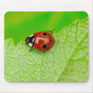 Ladybird walking across a leaf mouse mat