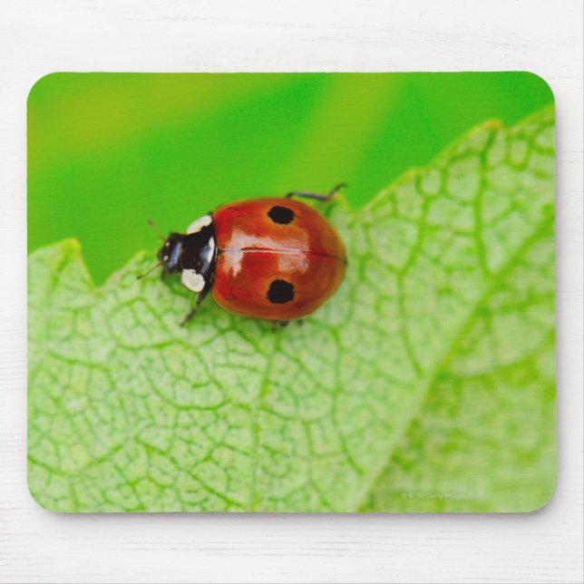 Ladybird walking across a leaf mouse mat (Front)